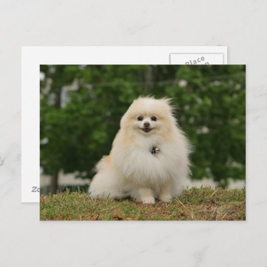 Pomeraning-vergadering Briefkaart (Voorkant / Achterkant)
