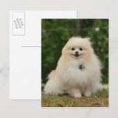 Pomeraning-vergadering Briefkaart (Voorkant / Achterkant)