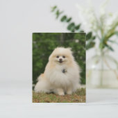 Pomeraning-vergadering Briefkaart (Staand voorkant)