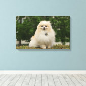 Pomeraning-vergadering Canvas Afdruk (Insitu (Houten vloer))