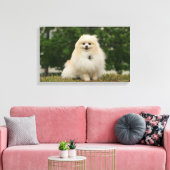 Pomeraning-vergadering Canvas Afdruk (Insitu (Woonkamer))