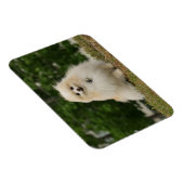Pomeraning-vergadering Magneet (Rechterzijde)