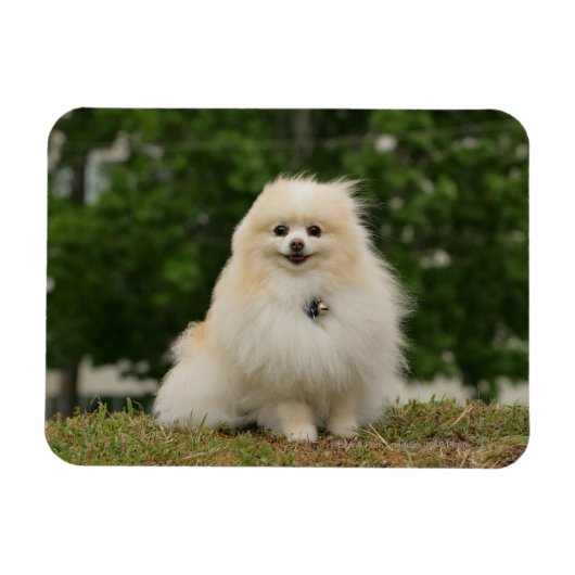 Pomeraning-vergadering Magneet (Horizontaal)