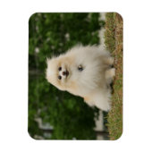 Pomeraning-vergadering Magneet (Verticaal)