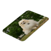 Pomeraning-vergadering Magneet (Linkerzijde)