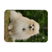 Pomeraning-vergadering Magneet (Horizontaal)