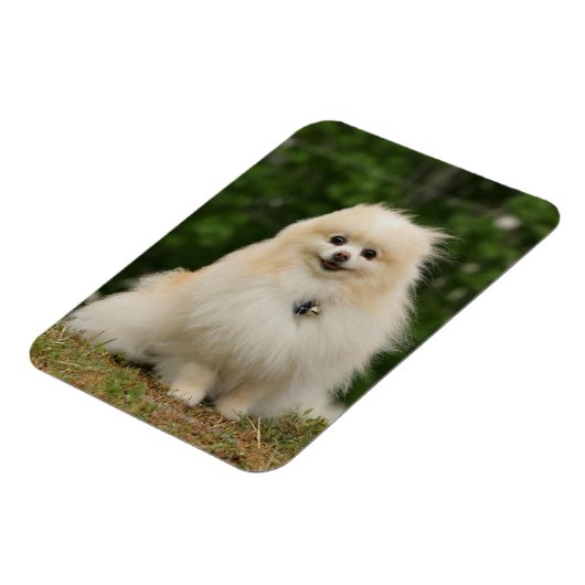 Pomeraning-vergadering Magneet (Linkerzijde)