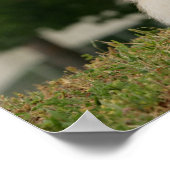 Pomeraning-vergadering Poster (Hoek)