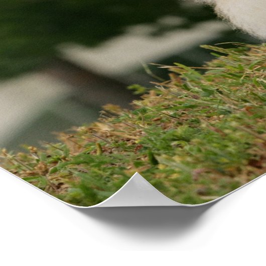 Pomeraning-vergadering Poster (Hoek)