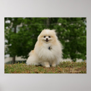 Pomeraning-vergadering Poster