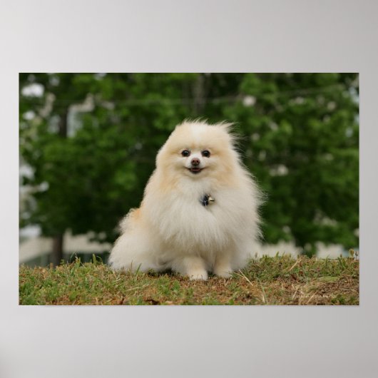 Pomeraning-vergadering Poster (Voorkant)
