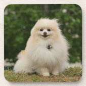 Pomeraningsvergadering Bier Onderzetter (Voorkant)