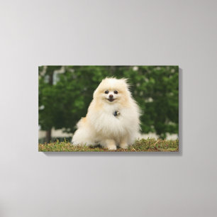 Pomeraningsvergadering Canvas Afdruk