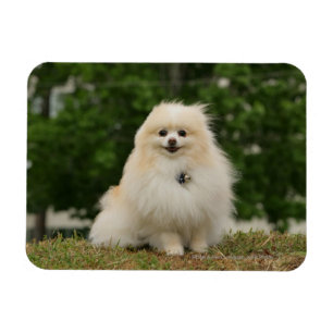 Pomeraningsvergadering Magneet