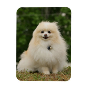 Pomeraningsvergadering Magneet