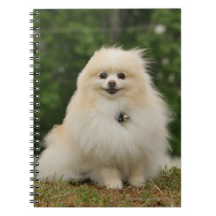 Pomeraningsvergadering Notitieboek