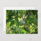 Pomme Cannelle - Martinique, FWI Briefkaart (Voorkant / Achterkant)