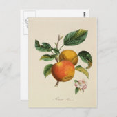 Pomme Princesse briefkaart (Voorkant / Achterkant)
