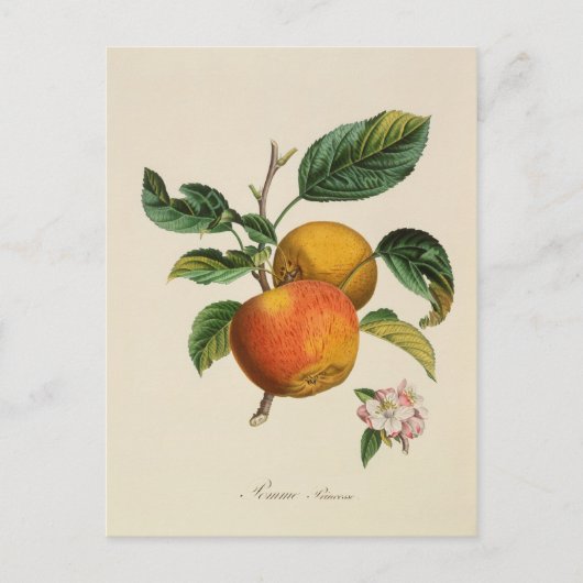 Pomme Princesse briefkaart (Voorkant)