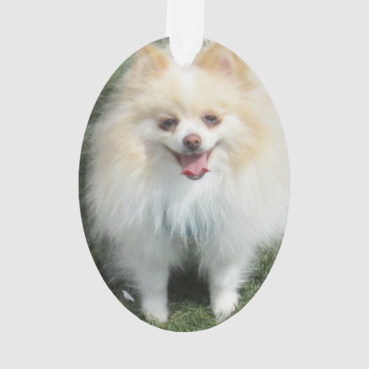 Pommeren Acrylversier Ornament (achterkant)