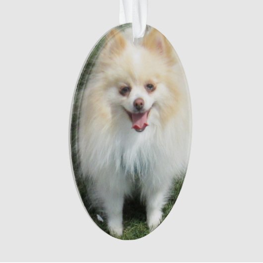 Pommeren Acrylversier Ornament (voorkant)