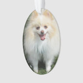 Pommeren Acrylversier Ornament (voorkant)