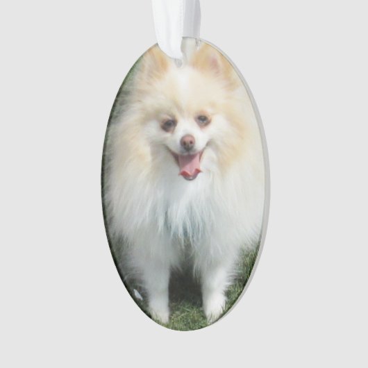 Pommeren Acrylversier Ornament (voorkant)