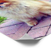 Pommeren Afdrukken of Posters (Hoek)