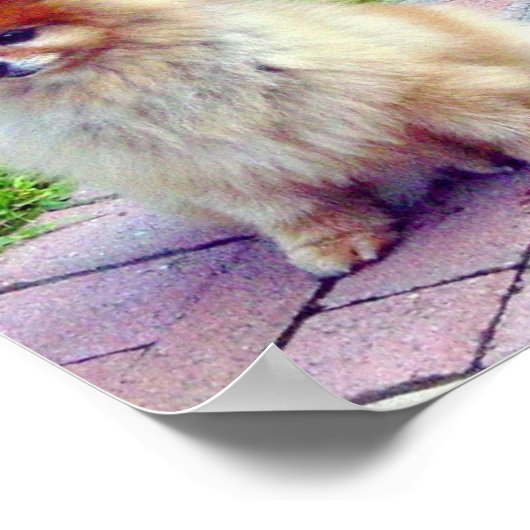 Pommeren Afdrukken of Posters (Hoek)