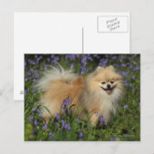 Pommeren die naar camera kijken in de Bluebells Briefkaart (Voorkant / Achterkant)