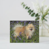 Pommeren die naar camera kijken in de Bluebells Briefkaart (Staand voorkant)