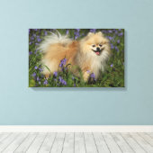 Pommeren die naar camera kijken in de Bluebells Canvas Afdruk (Insitu (Houten vloer))