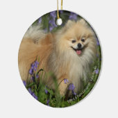 Pommeren die naar camera kijken in de Bluebells Keramisch Ornament (Links)