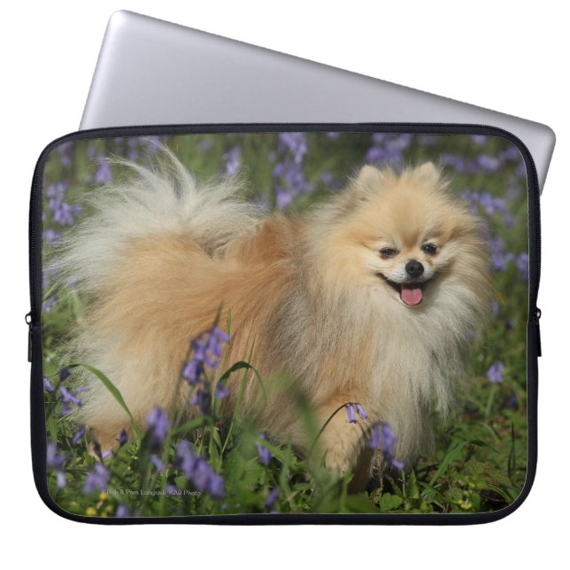 Pommeren die naar camera kijken in de Bluebells Laptop Sleeve (Voorkant)