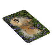 Pommeren die naar camera kijken in de Bluebells Magneet (Rechterzijde)