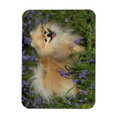 Pommeren die naar camera kijken in de Bluebells Magneet (Verticaal)