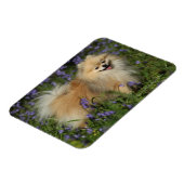 Pommeren die naar camera kijken in de Bluebells Magneet (Linkerzijde)