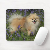 Pommeren die naar camera kijken in de Bluebells Muismat (Met muis)