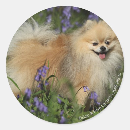 Pommeren die naar camera kijken in de Bluebells Ronde Sticker (Voorkant)