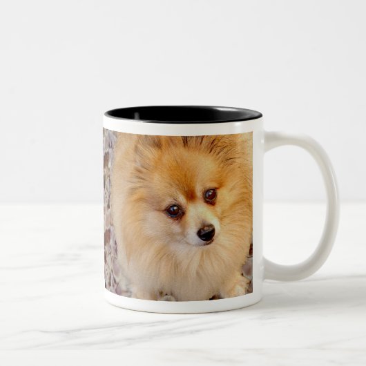 Pommeren Dog Coffee-Mok Tweekleurige Koffiemok (Rechts)