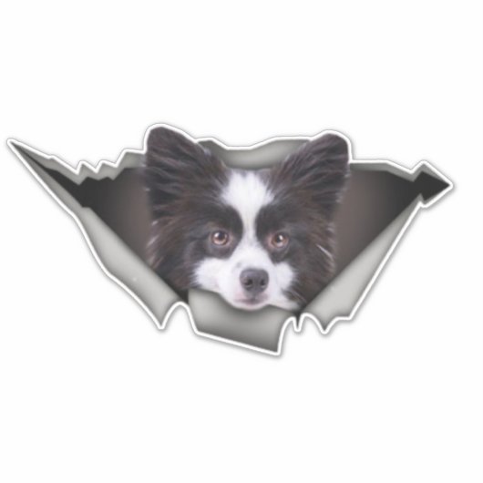 Pommeren Dog decal Dog stickers Pommeren (Voorkant)