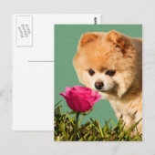 Pommeren Dog en Roos Briefkaart (Voorkant / Achterkant)
