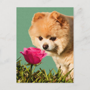 Pommeren Dog en Roos Briefkaart