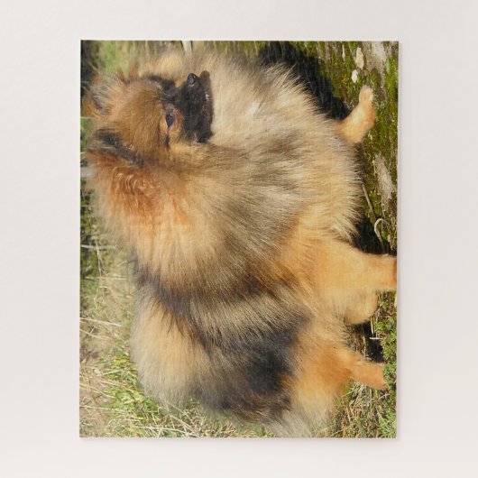 Pommeren Dog. Legpuzzel (Verticaal)