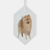 Pommeren Dog Pet Animal Glass Ornament (Voorkant Rechts)