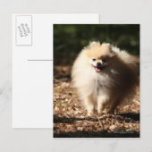 Pommeren draaien in de Gestorven bladeren Briefkaart (Voorkant / Achterkant)