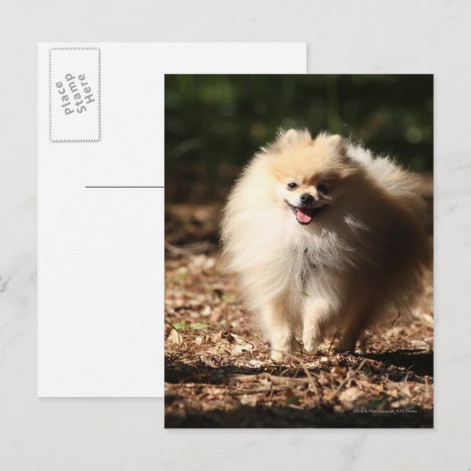 Pommeren draaien in de Gestorven bladeren Briefkaart (Voorkant / Achterkant)