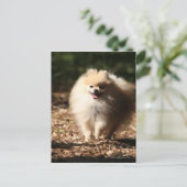 Pommeren draaien in de Gestorven bladeren Briefkaart (Staand voorkant)