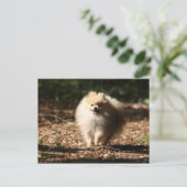 Pommeren draaien in de Gestorven bladeren Briefkaart (Staand voorkant)