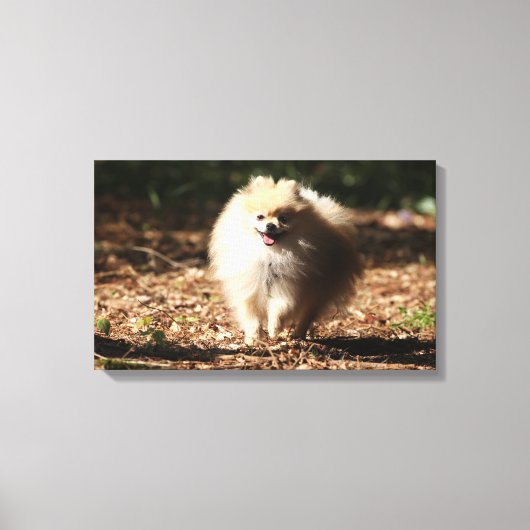 Pommeren draaien in de Gestorven bladeren Canvas Afdruk (Voorkant)